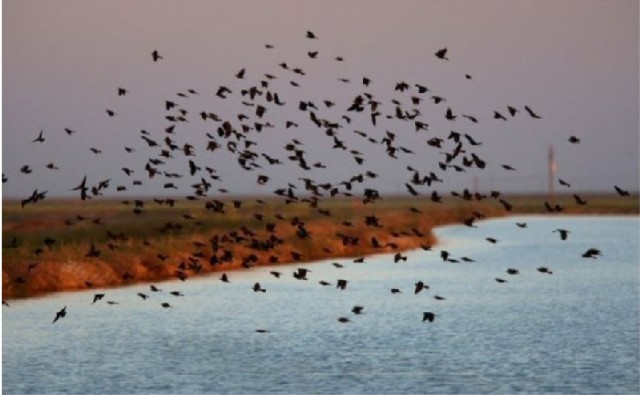666birds