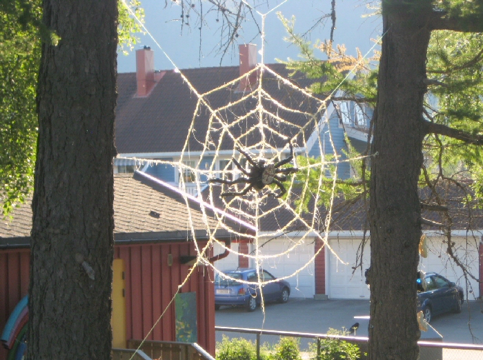 img_6423 Det er kunstferdige nettverk som edderkoppene skaper med sin egen kropp og som tjener som dødsfeller såvel for inntrengere som for de insektene som edderkoppene lever av. Hele tiden lager nye generasjoner av edderkopper stadig nye nettverk.
